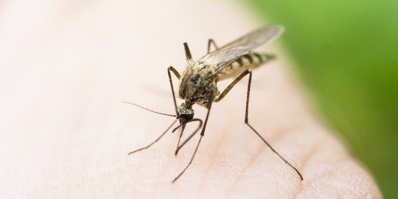 Zika Virus Natural Remedies